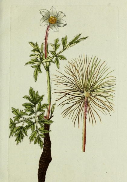 Pflanzenbild gross Weisse Alpen-Anemone - Pulsatilla alpina subsp. alpina