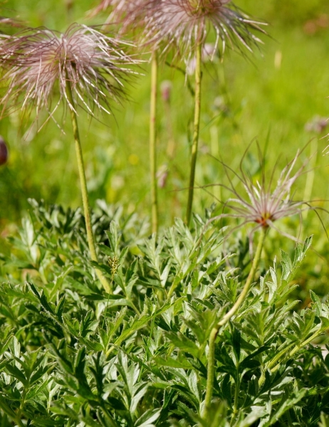 Pflanzenbild gross Weisse Alpen-Anemone - Pulsatilla alpina subsp. alpina