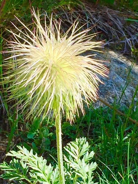 Pflanzenbild gross Schwefel-Anemone - Pulsatilla alpina subsp. apiifolia