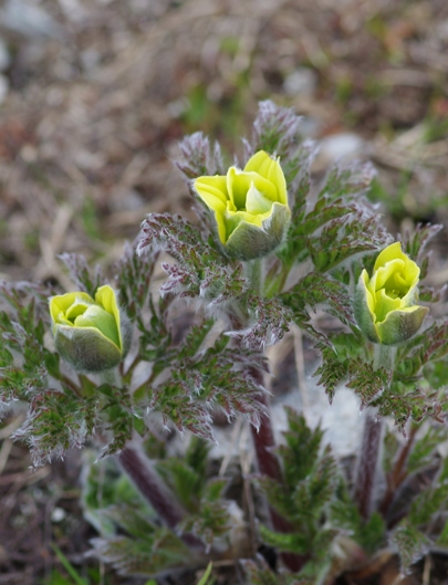 Pflanzenbild gross Schwefel-Anemone - Pulsatilla alpina subsp. apiifolia