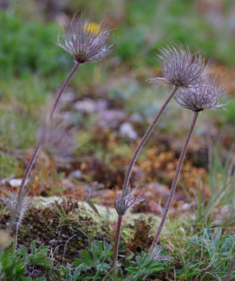 Pflanzenbild gross Frühlings-Anemone - Pulsatilla vernalis