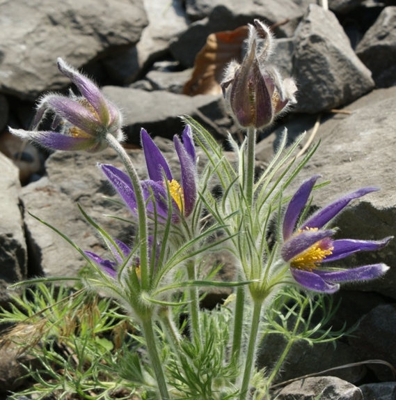 Pflanzenbild gross Gemeine Kuhschelle - Pulsatilla vulgaris