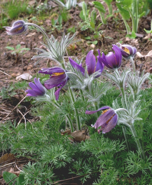Pflanzenbild gross Gemeine Kuhschelle - Pulsatilla vulgaris