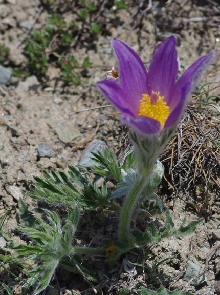 Pflanzenbild gross Hallers Anemone - Pulsatilla halleri