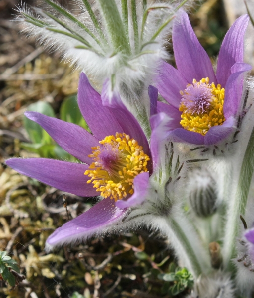 Pflanzenbild gross Hallers Anemone - Pulsatilla halleri