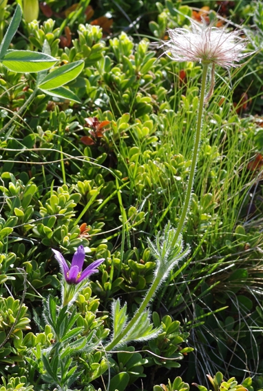 Pflanzenbild gross Hallers Anemone - Pulsatilla halleri