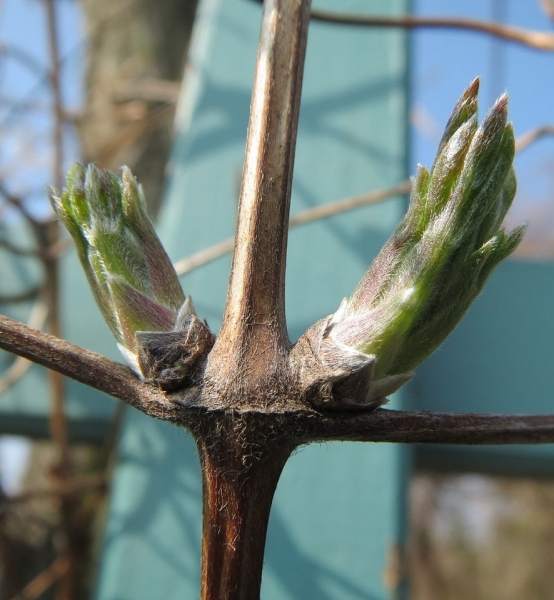 Pflanzenbild gross Gemeine Waldrebe - Clematis vitalba