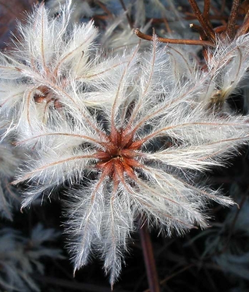 Pflanzenbild gross Gemeine Waldrebe - Clematis vitalba