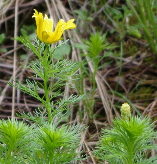 Pflanzenbild gross Frühlings-Adonis - Adonis vernalis