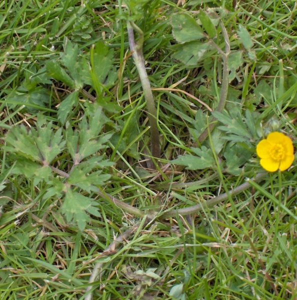 Pflanzenbild gross Kriechender Hahnenfuss - Ranunculus repens