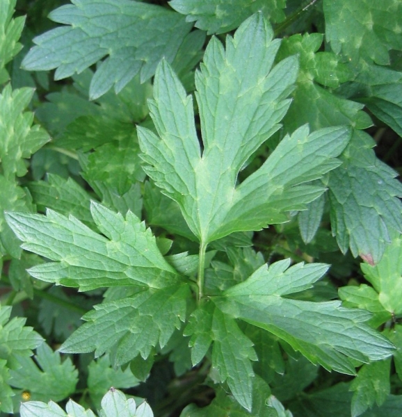 Pflanzenbild gross Kriechender Hahnenfuss - Ranunculus repens