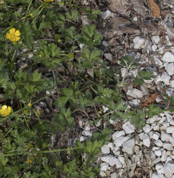Pflanzenbild gross Kriechender Hahnenfuss - Ranunculus repens