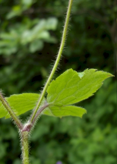 Pflanzenbild gross Wolliger Hahnenfuss - Ranunculus lanuginosus