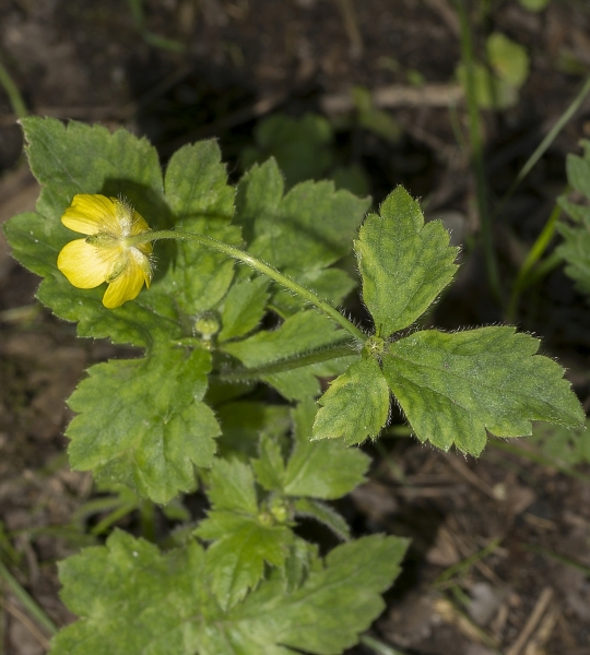 Pflanzenbild gross Wolliger Hahnenfuss - Ranunculus lanuginosus