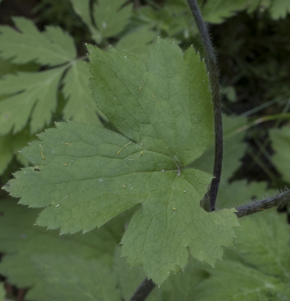 Pflanzenbild gross Wolliger Hahnenfuss - Ranunculus lanuginosus