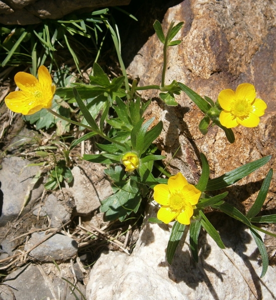 Pflanzenbild gross Berg-Hahnenfuss - Ranunculus montanus aggr.