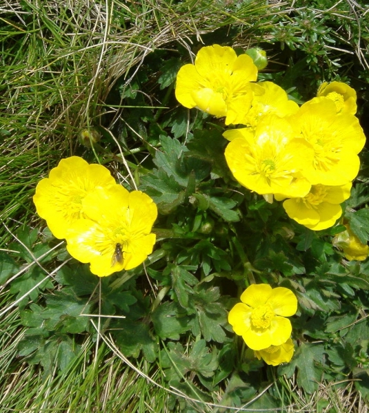 Pflanzenbild gross Berg-Hahnenfuss - Ranunculus montanus aggr.