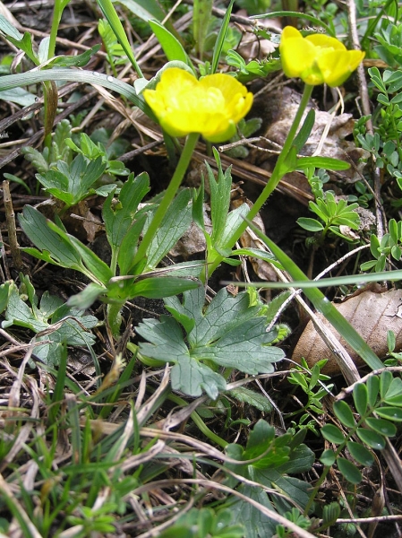 Pflanzenbild gross Berg-Hahnenfuss - Ranunculus montanus aggr.
