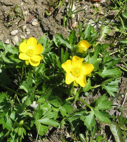 Pflanzenbild gross Berg-Hahnenfuss - Ranunculus montanus aggr.