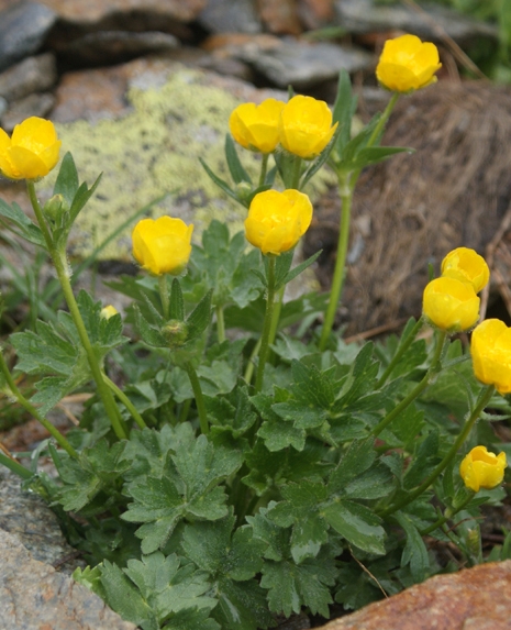 Pflanzenbild gross Berg-Hahnenfuss - Ranunculus montanus aggr.