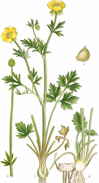 Pflanzenbild gross Knolliger Hahnenfuss - Ranunculus bulbosus