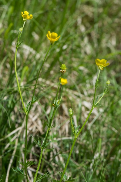 Pflanzenbild gross Knolliger Hahnenfuss - Ranunculus bulbosus