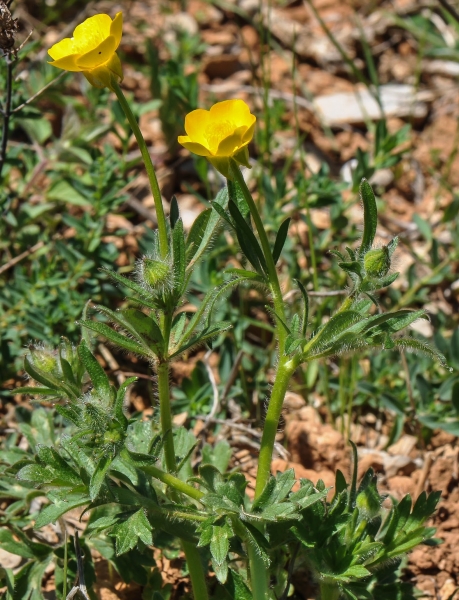 Pflanzenbild gross Knolliger Hahnenfuss - Ranunculus bulbosus