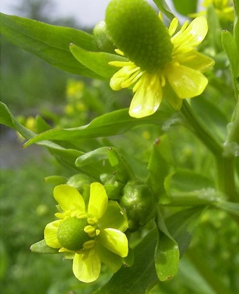 Pflanzenbild gross Gift-Hahnenfuss - Ranunculus sceleratus