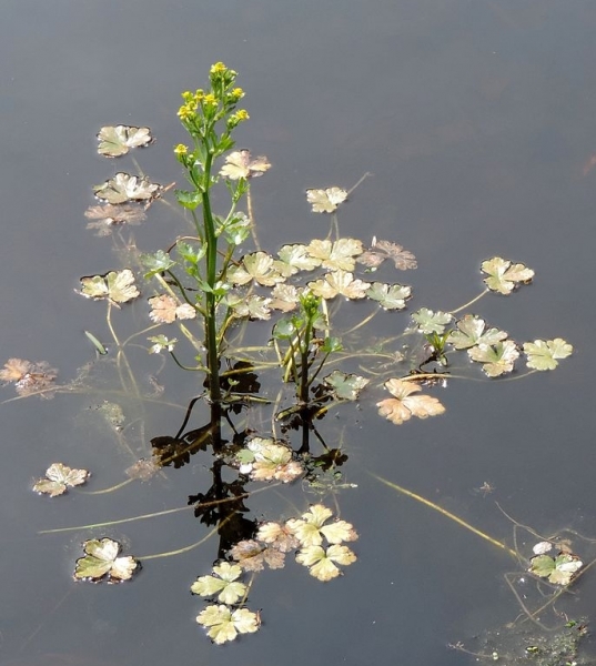 Pflanzenbild gross Gift-Hahnenfuss - Ranunculus sceleratus