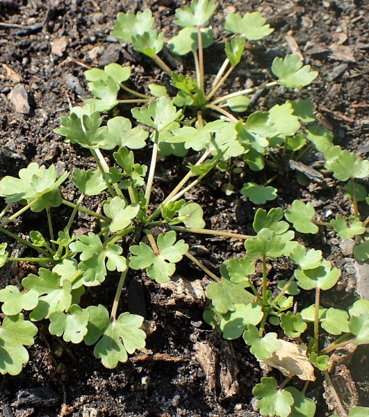 Pflanzenbild gross Gift-Hahnenfuss - Ranunculus sceleratus