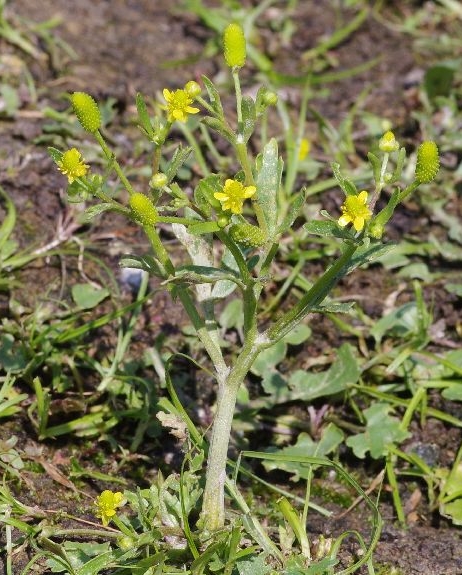 Pflanzenbild gross Gift-Hahnenfuss - Ranunculus sceleratus