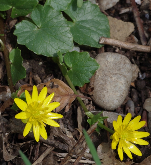Pflanzenbild gross Scharbockskraut - Ranunculus ficaria