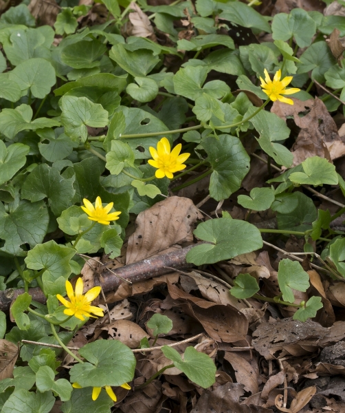Pflanzenbild gross Scharbockskraut - Ranunculus ficaria