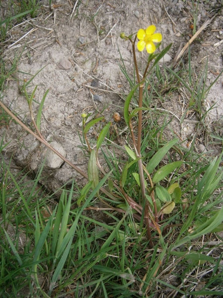 Pflanzenbild gross Kleiner Sumpf-Hahnenfuss - Ranunculus flammula