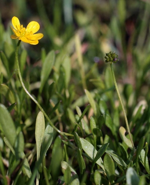 Pflanzenbild gross Kleiner Sumpf-Hahnenfuss - Ranunculus flammula