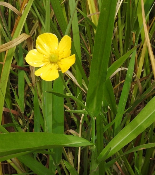 Pflanzenbild gross Grosser Sumpf-Hahnenfuss - Ranunculus lingua
