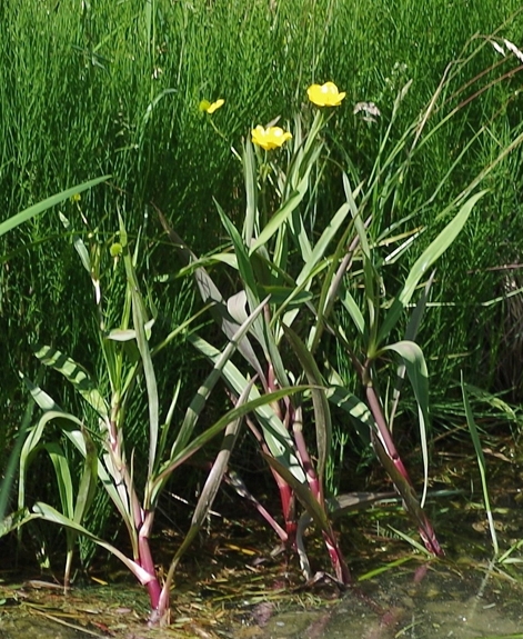 Pflanzenbild gross Grosser Sumpf-Hahnenfuss - Ranunculus lingua