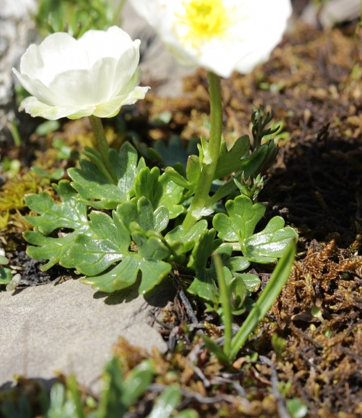 Pflanzenbild gross Alpen-Hahnenfuss - Ranunculus alpestris