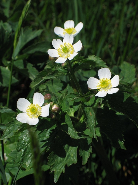 Pflanzenbild gross Eisenhutblättriger Hahnenfuss - Ranunculus aconitifolius