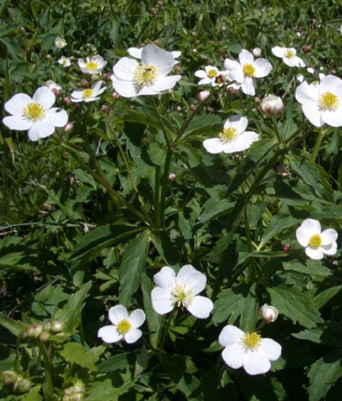 Pflanzenbild gross Eisenhutblättriger Hahnenfuss - Ranunculus aconitifolius