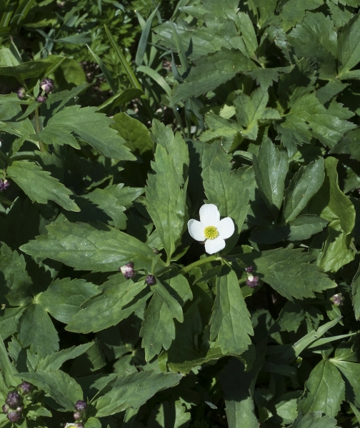 Pflanzenbild gross Eisenhutblättriger Hahnenfuss - Ranunculus aconitifolius