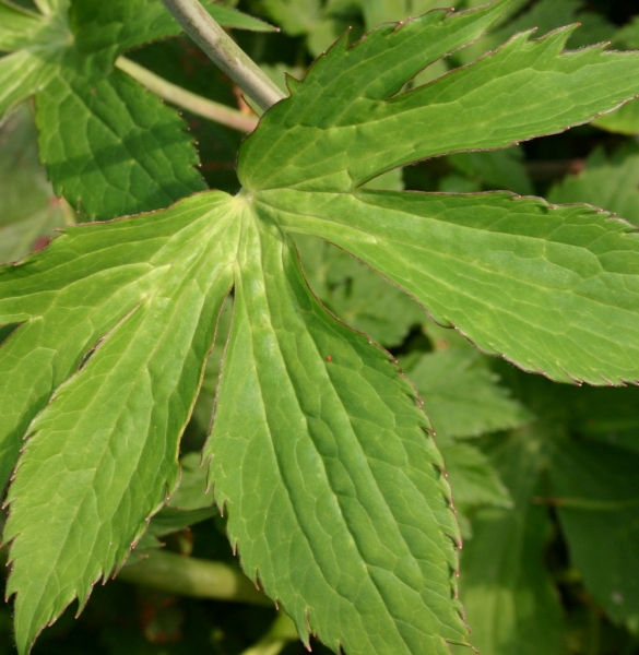 Pflanzenbild gross Platanenblättriger Hahnenfuss - Ranunculus platanifolius