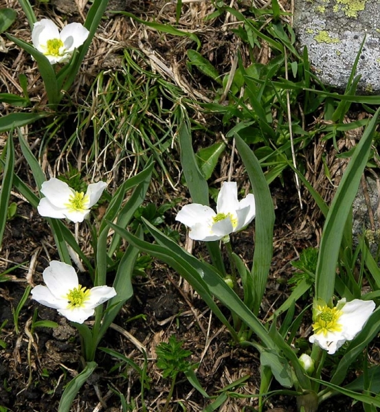 Pflanzenbild gross Wegerich-Hahnenfuss - Ranunculus kuepferi