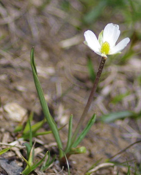 Pflanzenbild gross Wegerich-Hahnenfuss - Ranunculus kuepferi