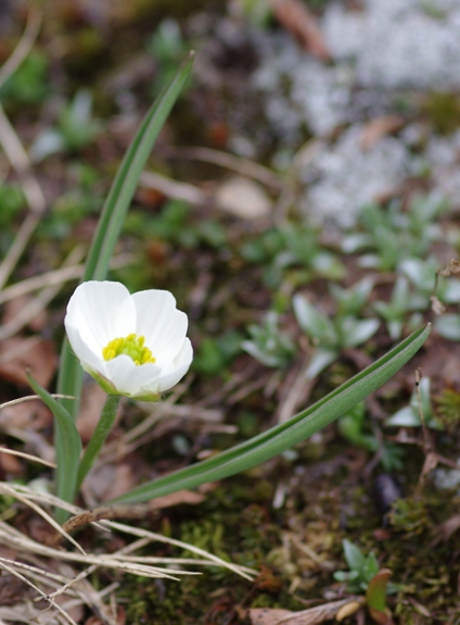 Pflanzenbild gross Wegerich-Hahnenfuss - Ranunculus kuepferi