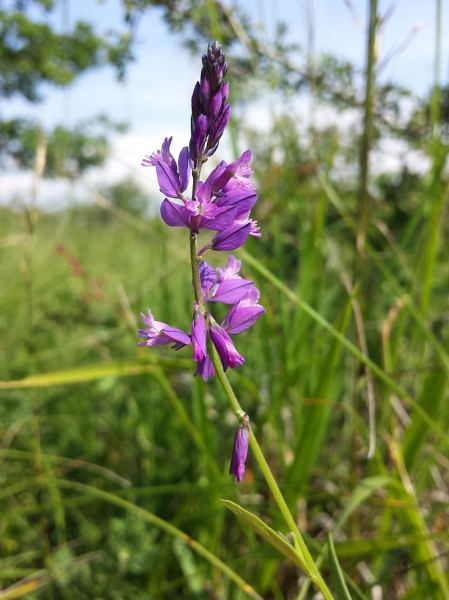 Pflanzenbild gross Schopfige Kreuzblume - Polygala comosa