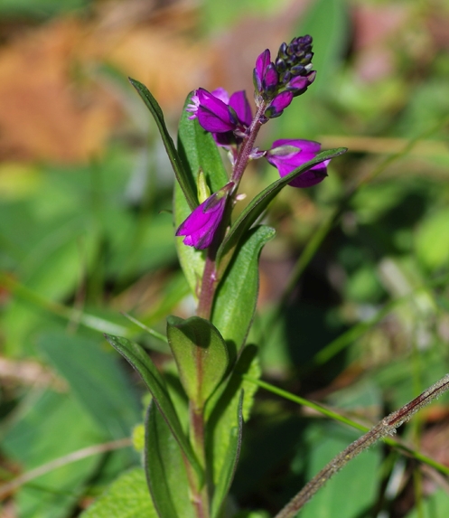 Pflanzenbild gross Wiesen-Kreuzblume - Polygala vulgaris