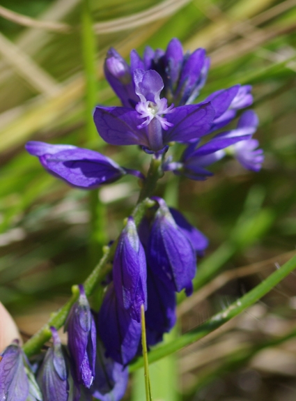 Pflanzenbild gross Wiesen-Kreuzblume - Polygala vulgaris