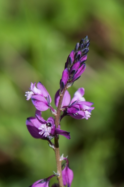 Pflanzenbild gross Wiesen-Kreuzblume - Polygala vulgaris