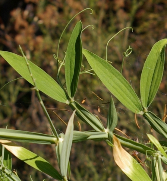 Pflanzenbild gross Breitblättrige Platterbse - Lathyrus latifolius